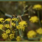 Fleissiges Bienchen