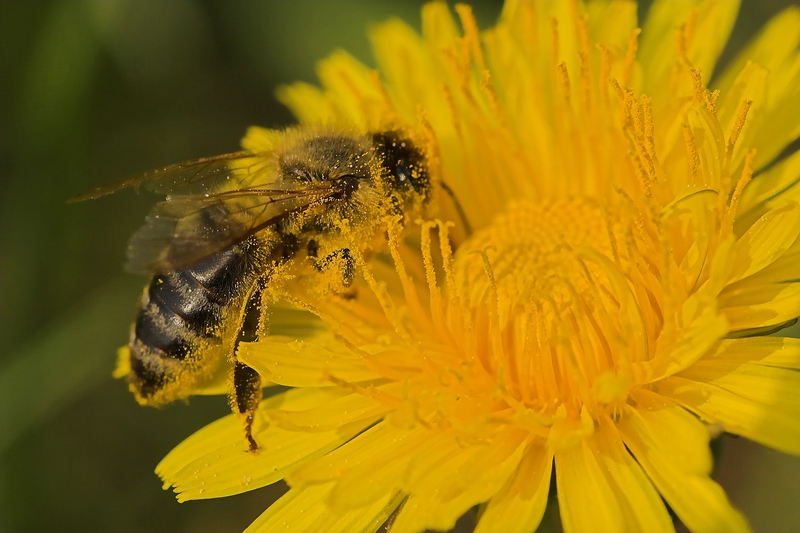 Fleißiges Bienchen