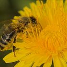 Fleißiges Bienchen