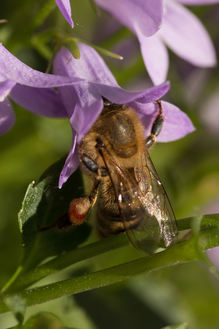 fleissiges Bienchen