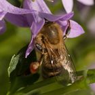 fleissiges Bienchen