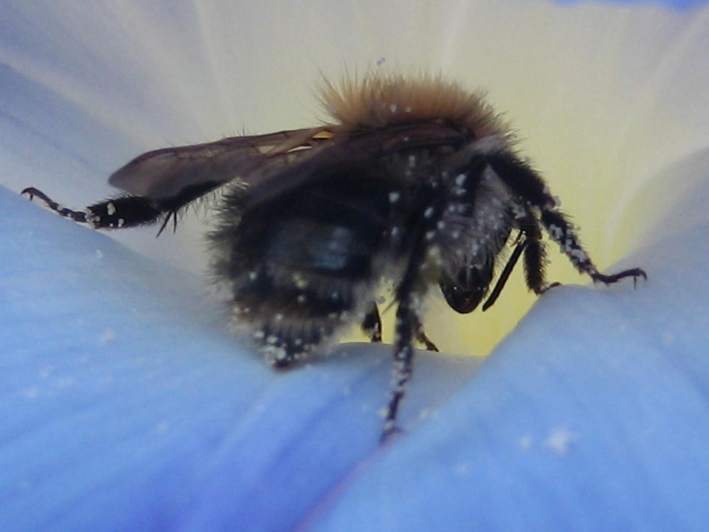 Fleißiges Bienchen