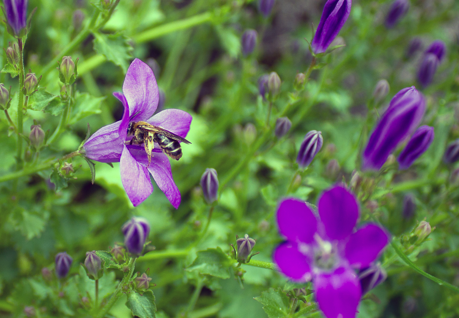 Fleissiges Bienchen