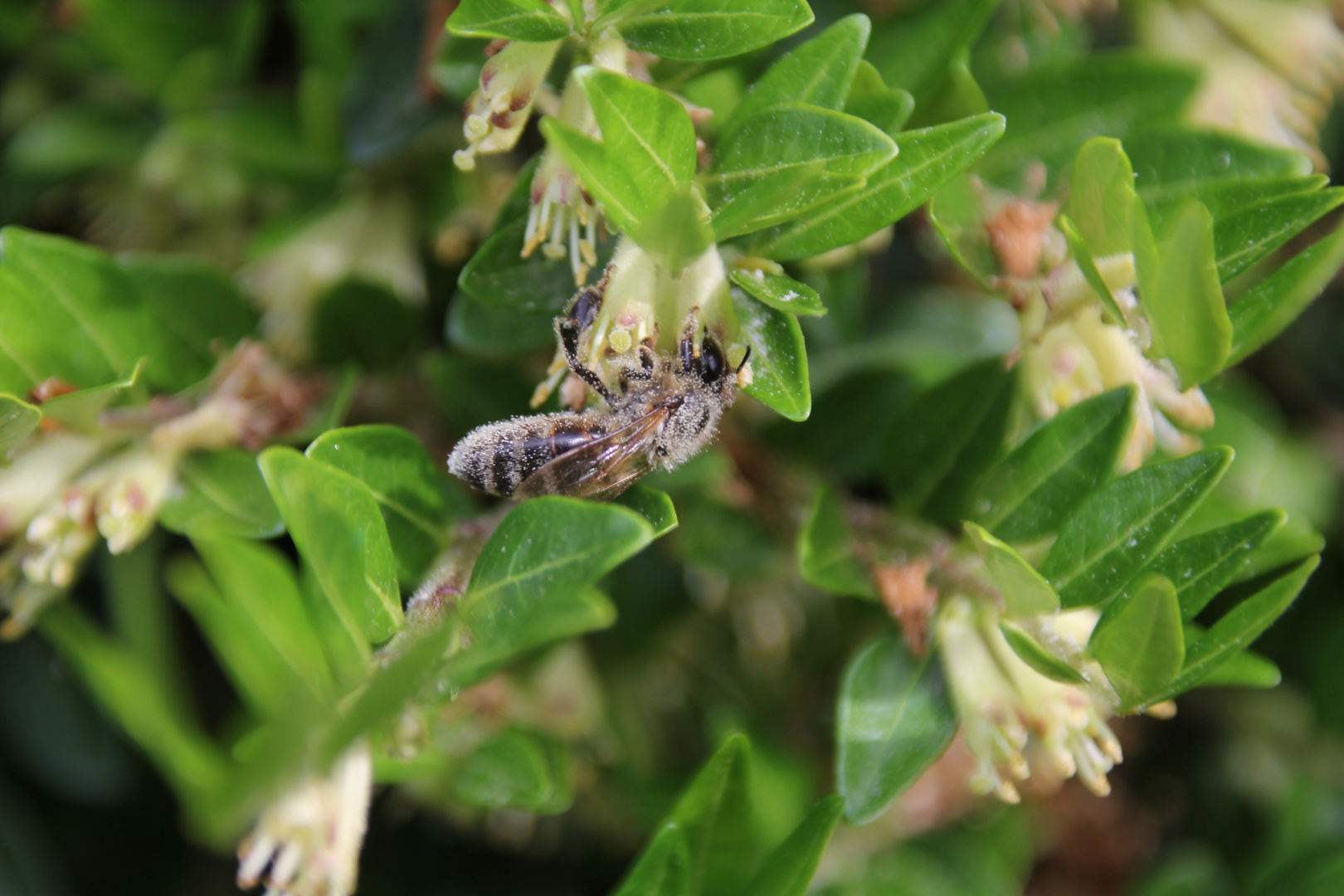 fleissiges Bienchen