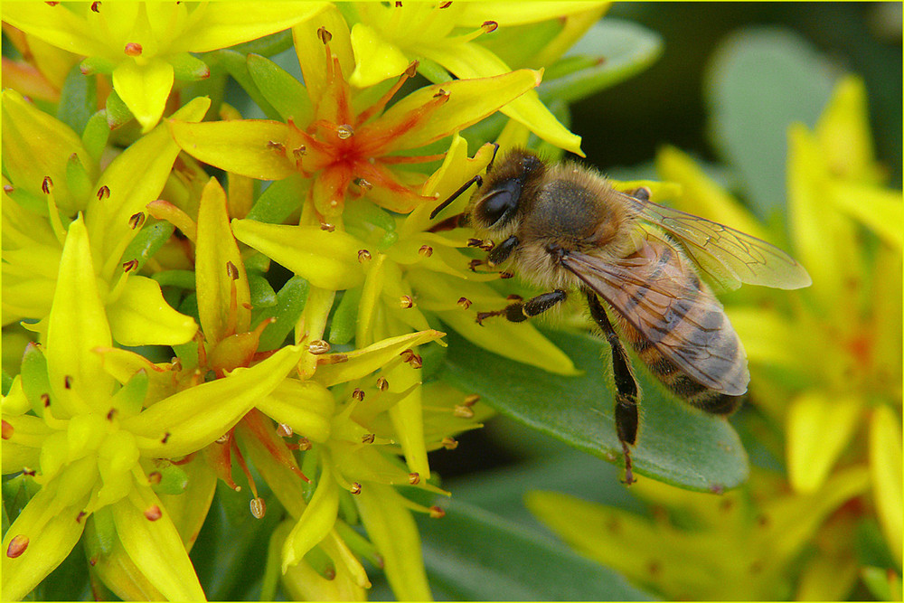 "fleißiges Bienchen"