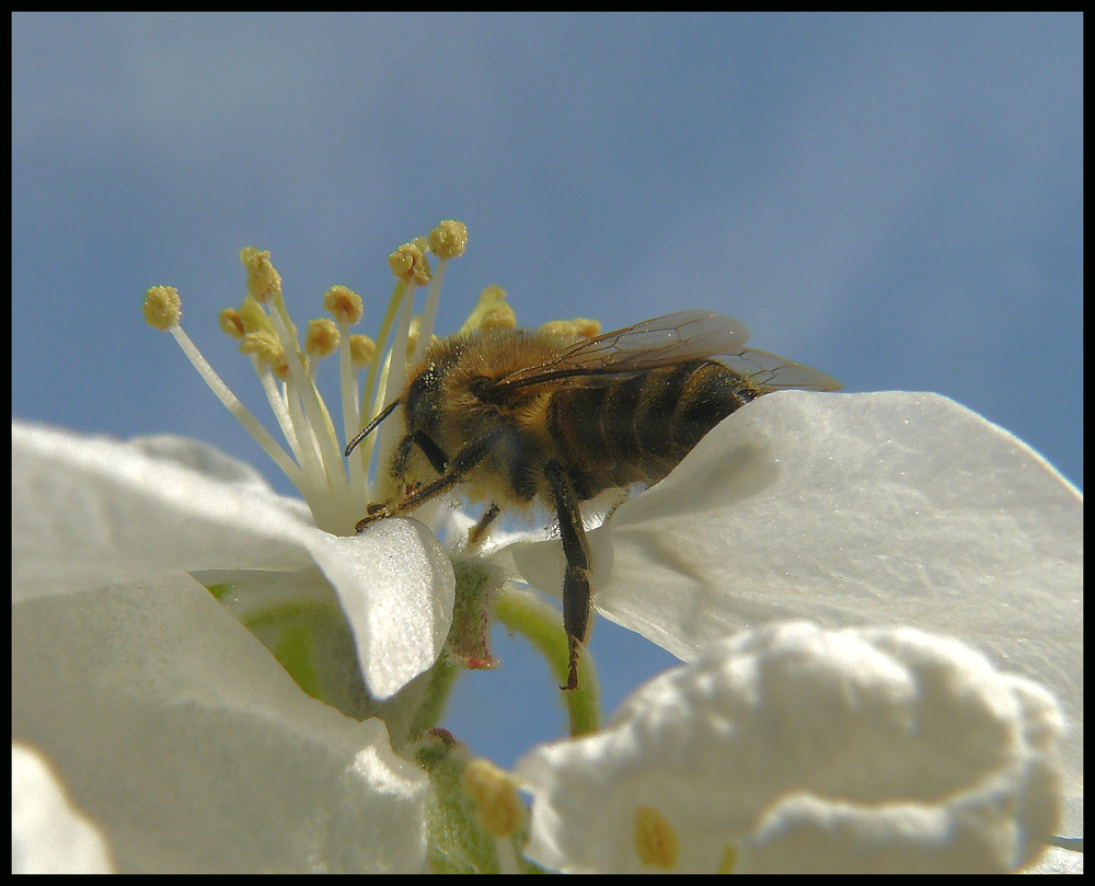 Fleißiges Bienchen