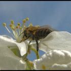 Fleißiges Bienchen