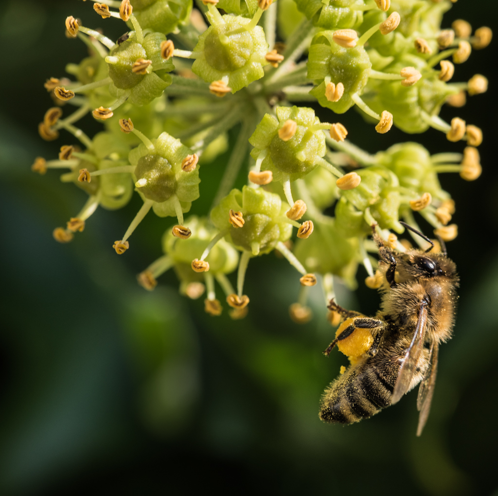 Fleißiges Bienchen