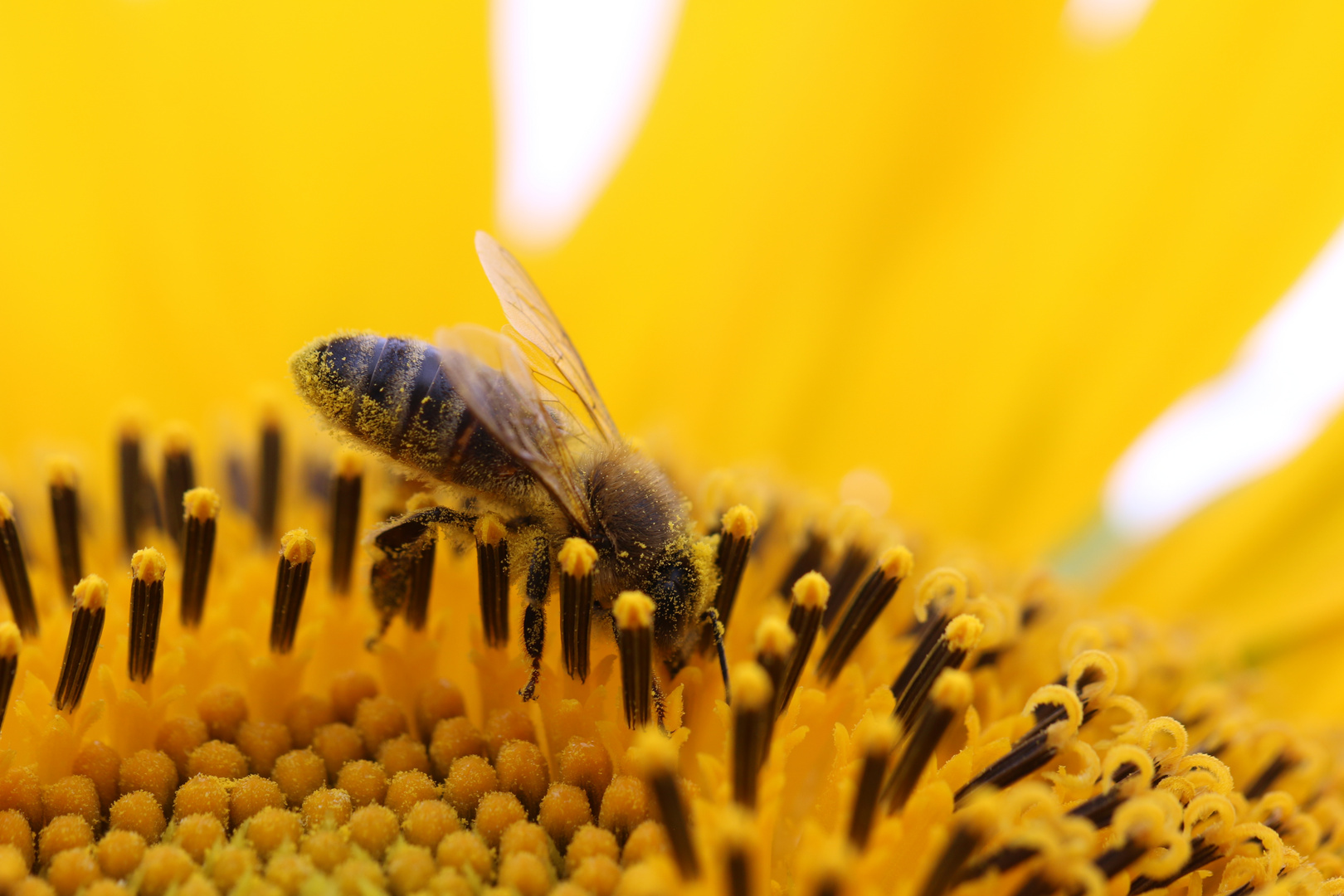 fleißiges Bienchen