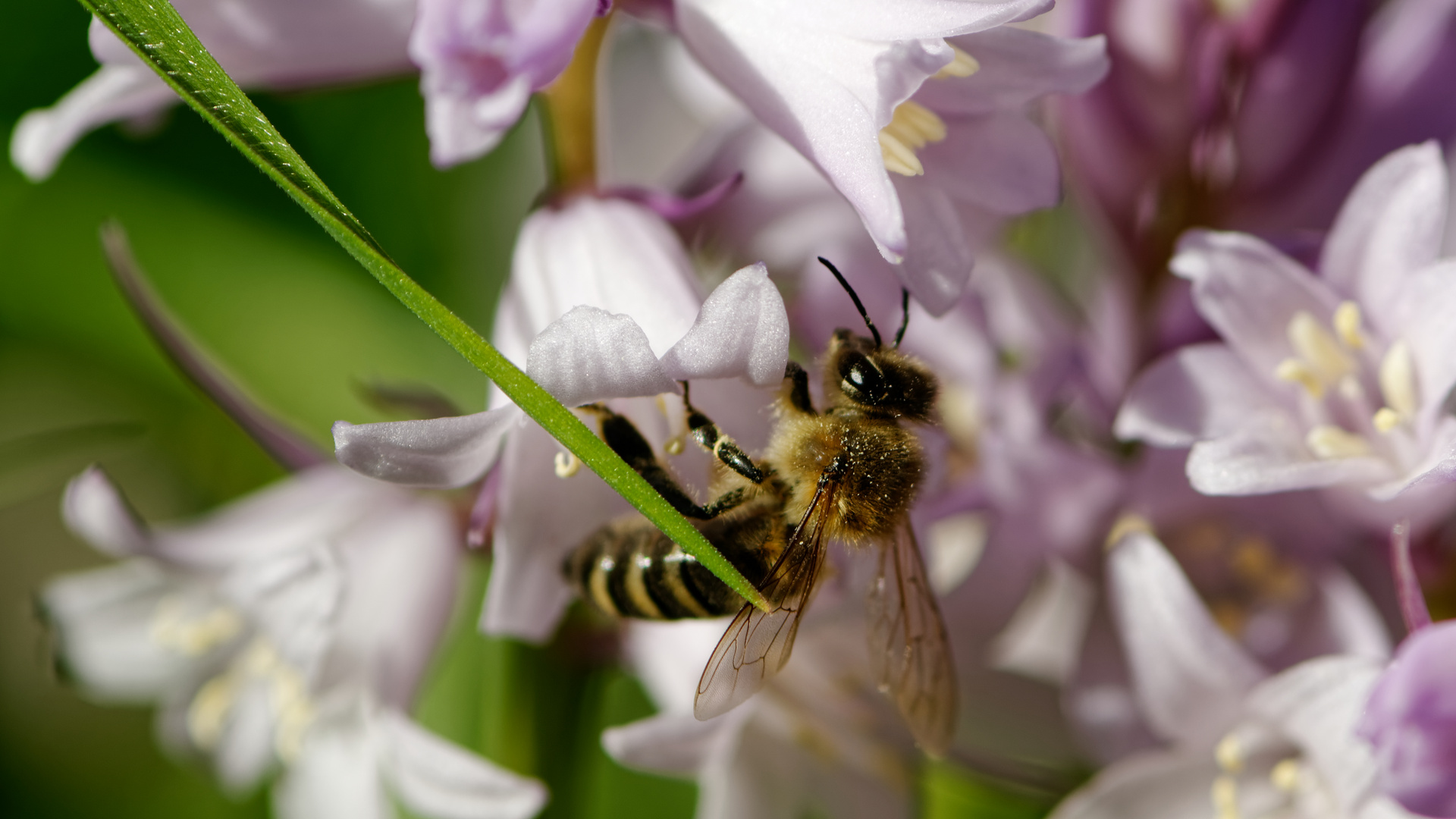 fleißiges Bienchen (2)