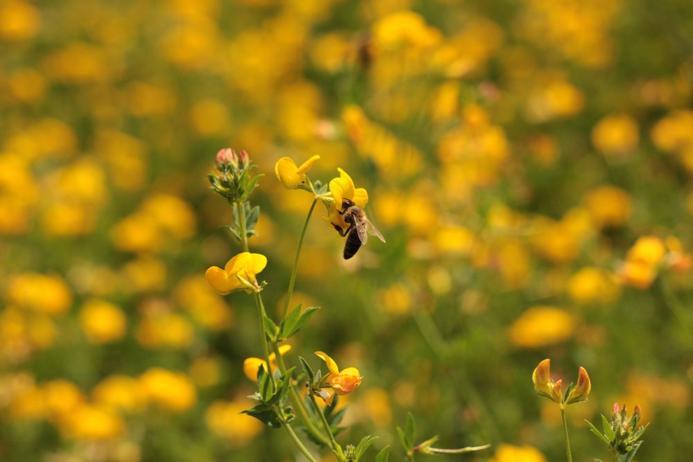 fleißiges Bienchen #2