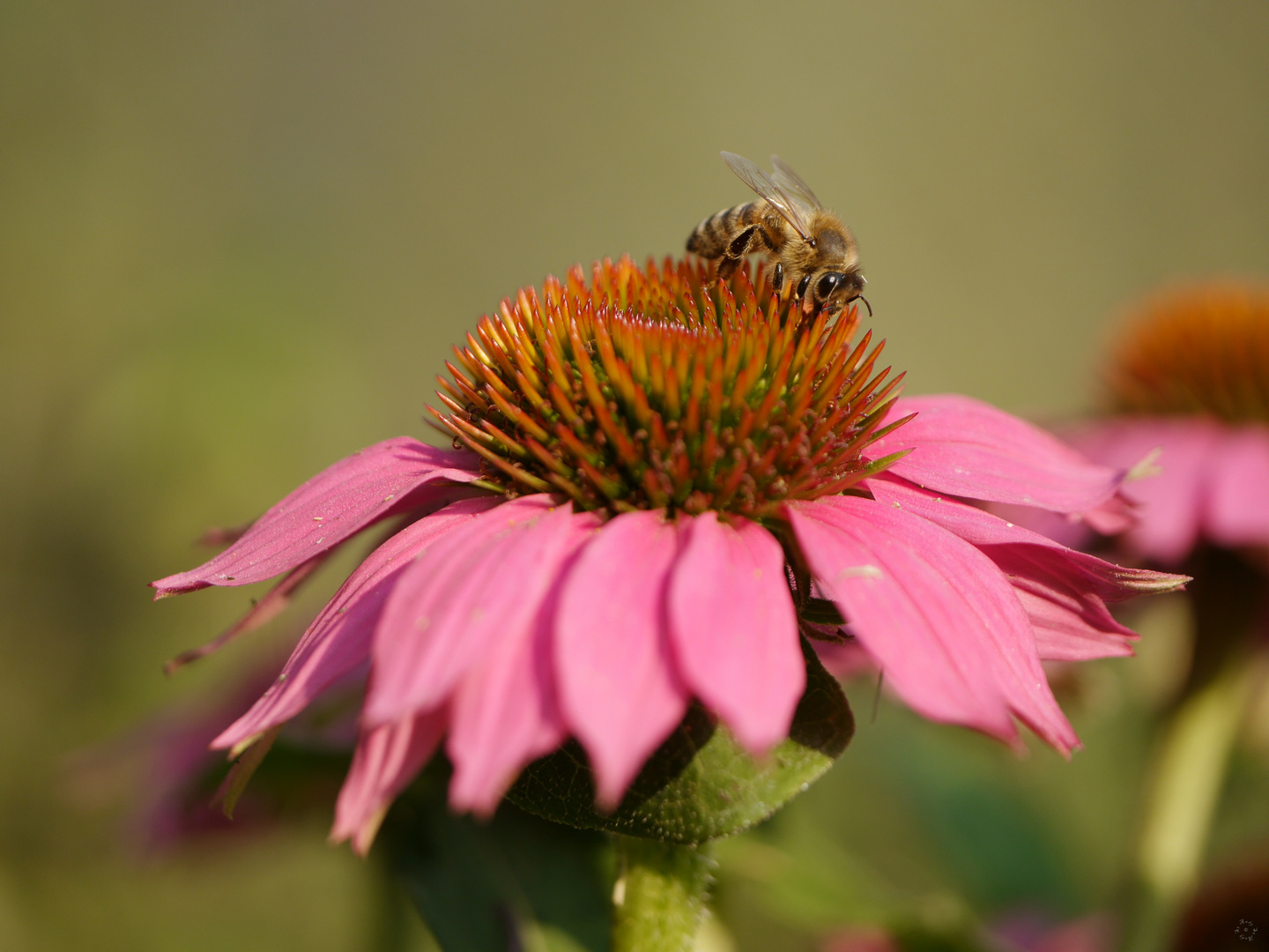 Fleißiges Bienchen 2