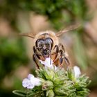 fleißiges Bienchen 2