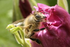 Fleißiges Bienchen 2