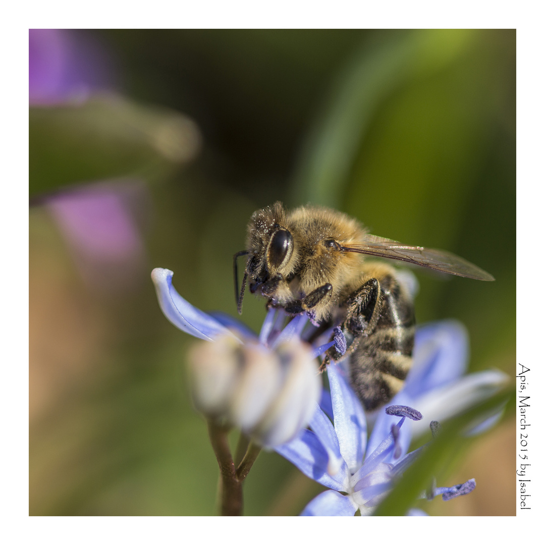 fleissiges bienchen (2)