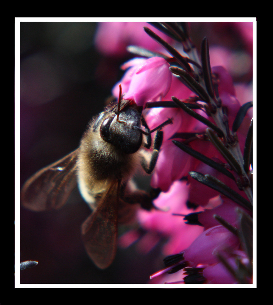 Fleißiges Bienchen (2)