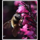 Fleißiges Bienchen (2)