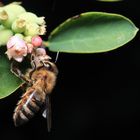 fleißiges Bienchen