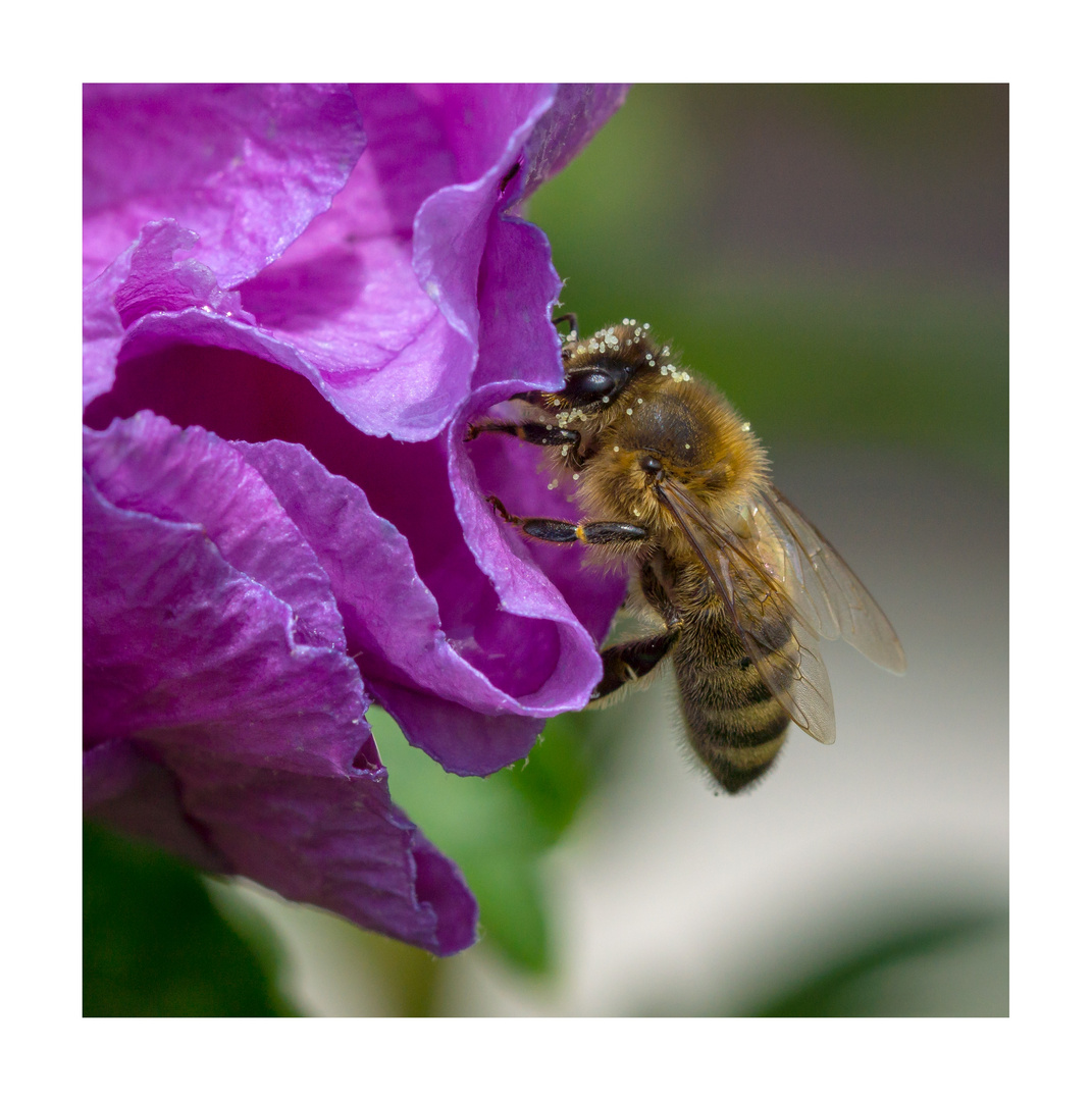 fleißiges Bienchen