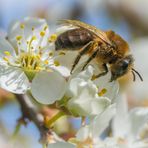 Fleißiges Bienchen