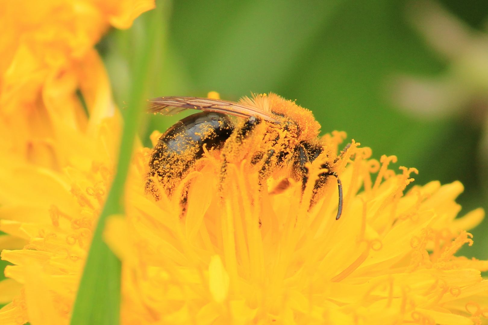 Fleißiges Bienchen