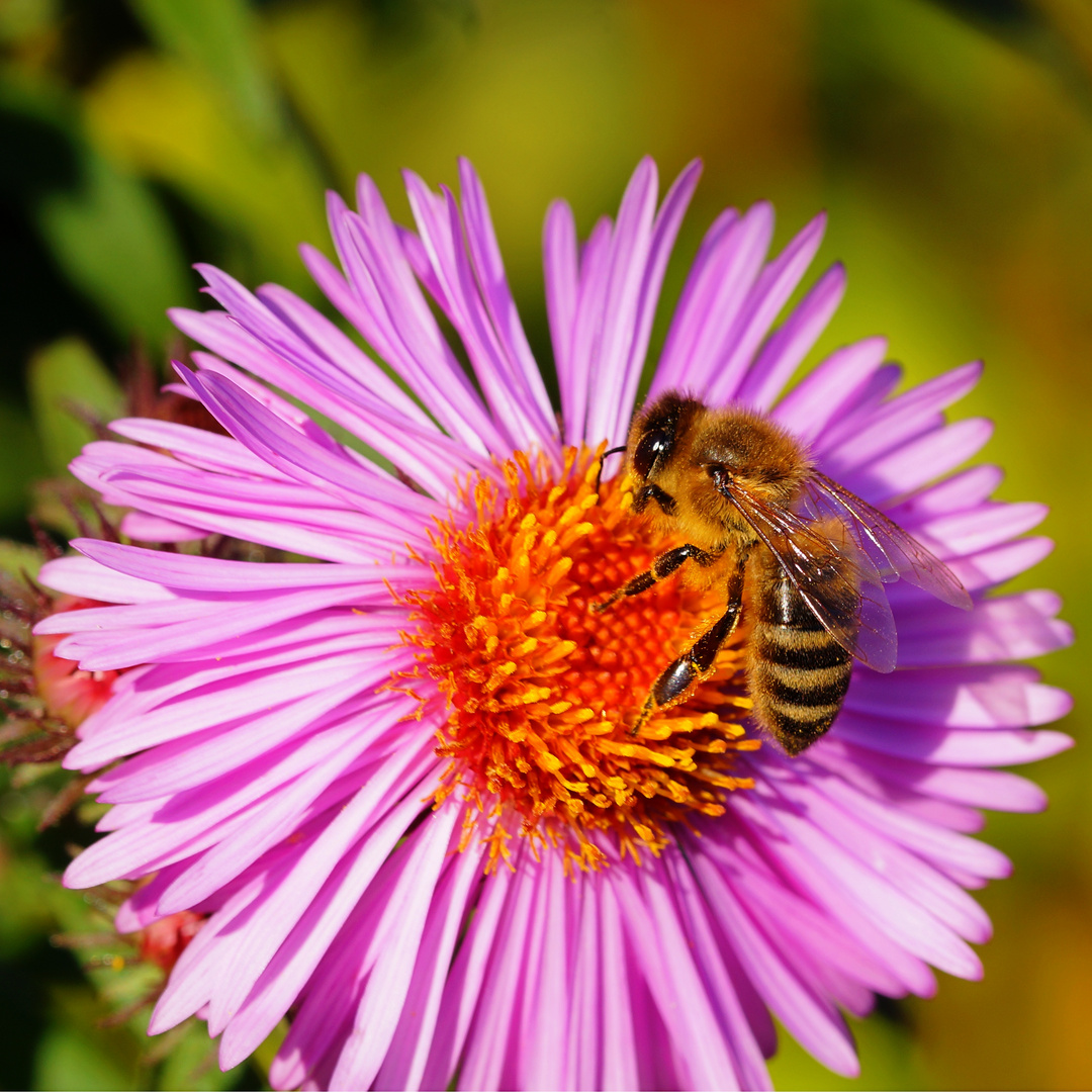 fleissiges Bienchen