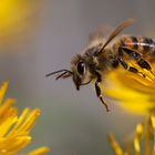 Fleißiges Bienchen