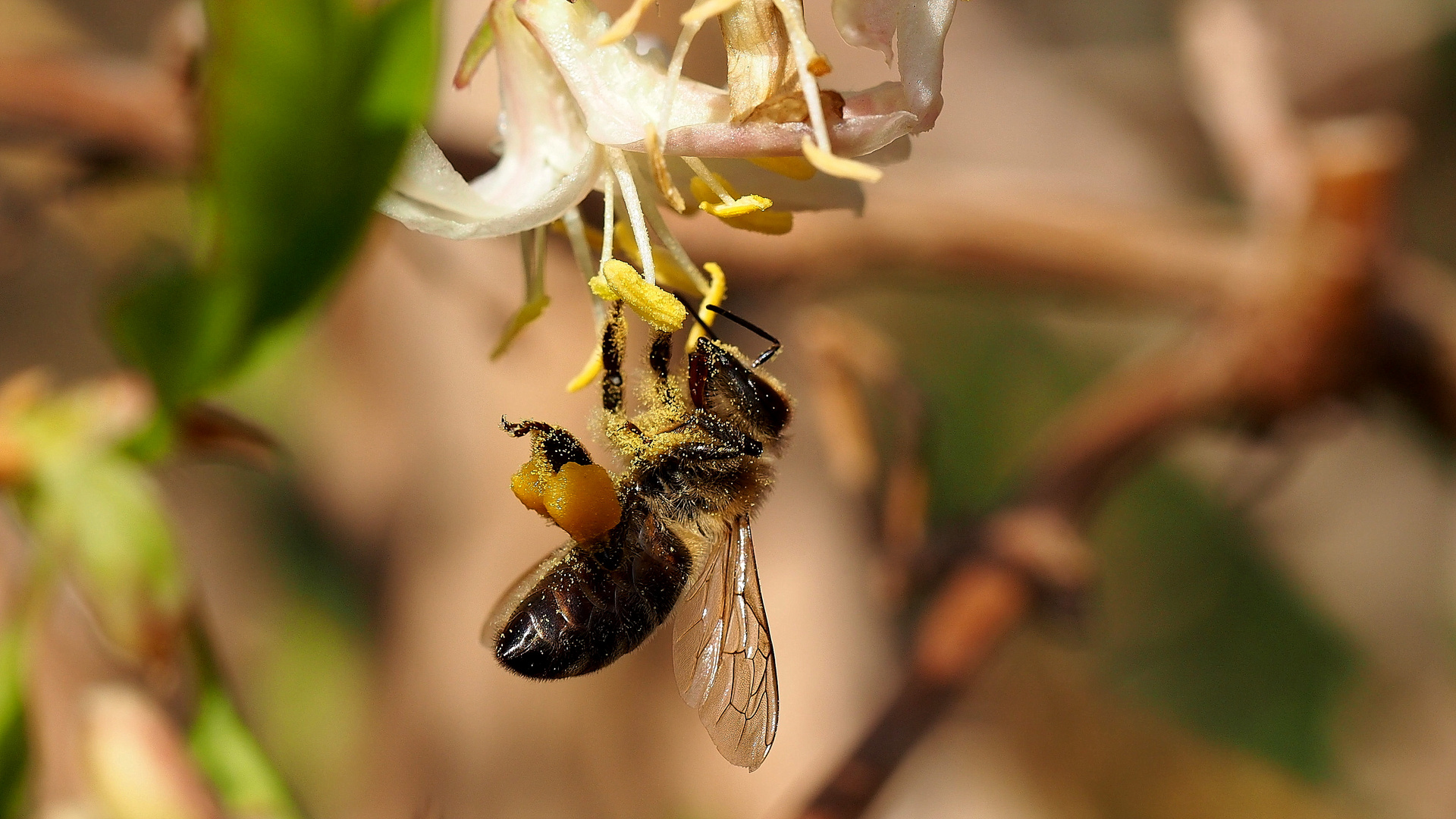 fleißiges Bienchen