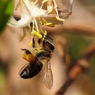 fleißiges Bienchen