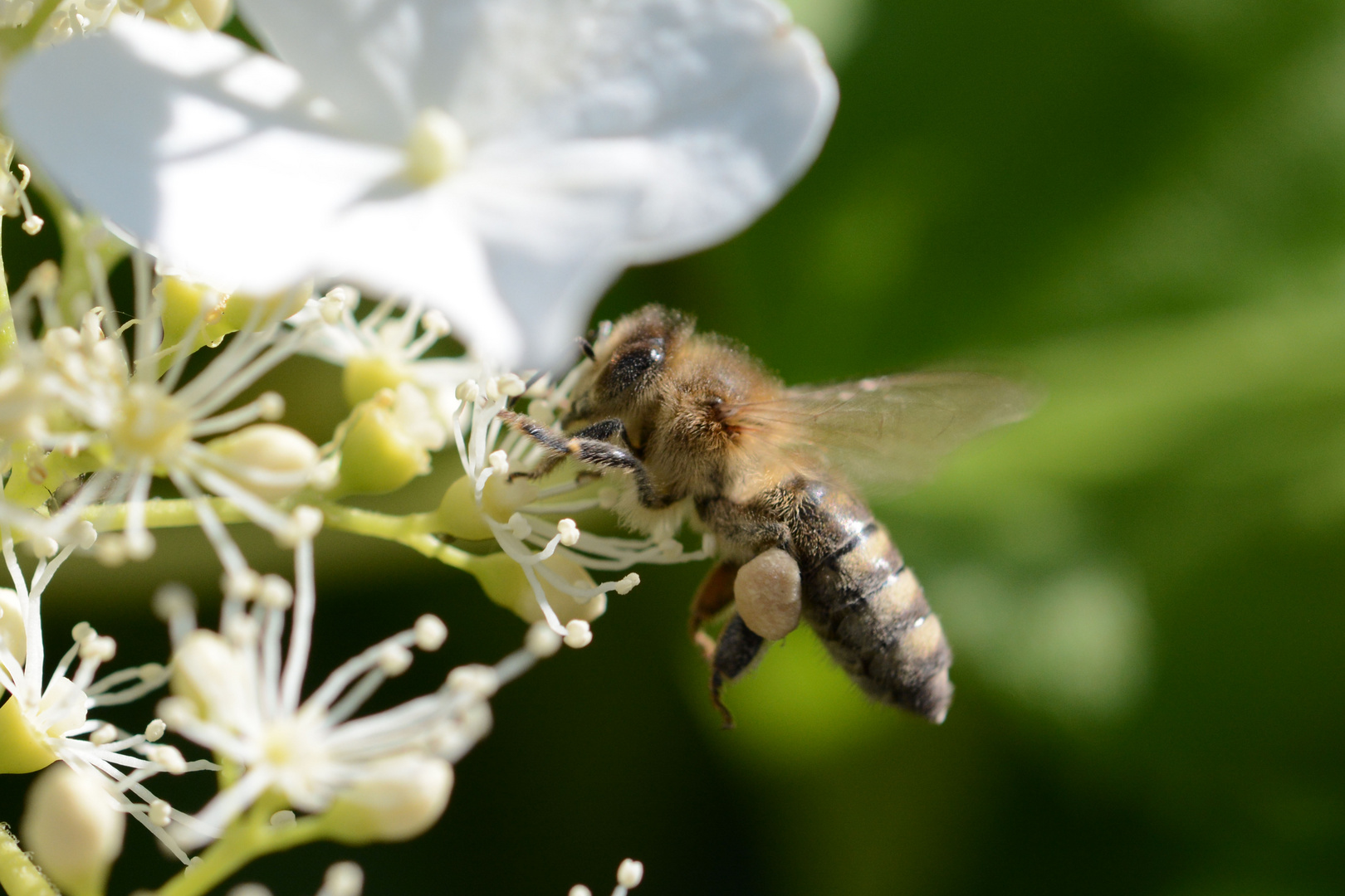 Fleissiges Bienchen