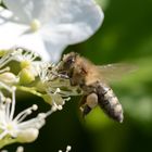 Fleissiges Bienchen