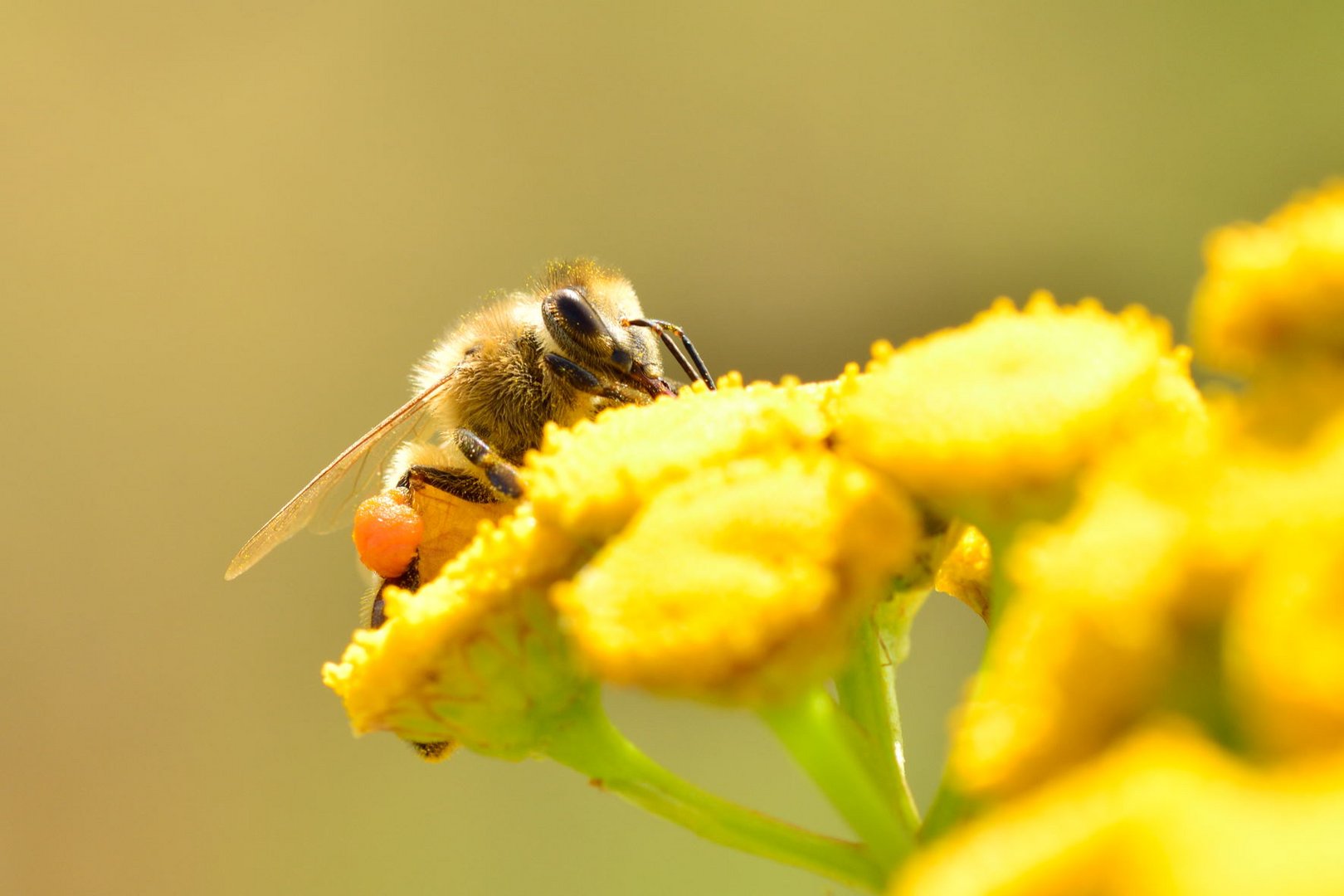 ~ fleißiges Bienchen ~