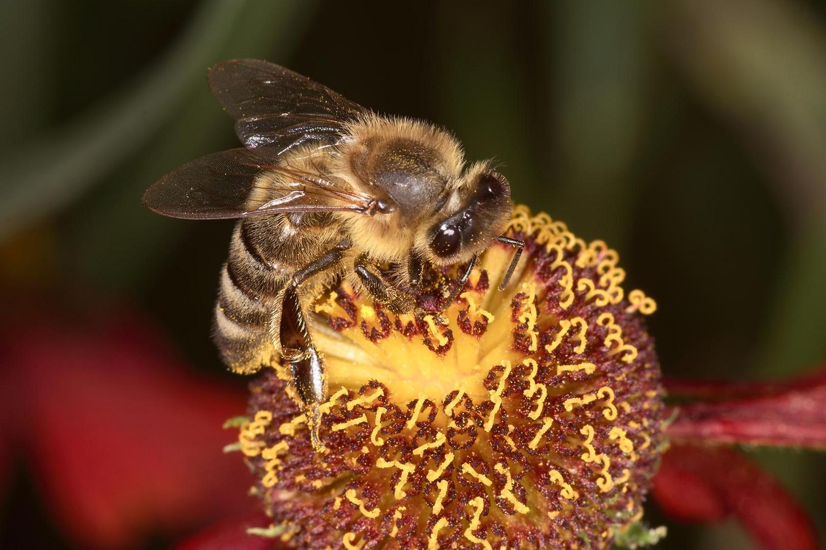 Fleißiges Bienchen