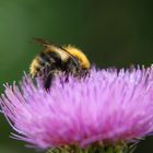 Fleißiges Bienchen