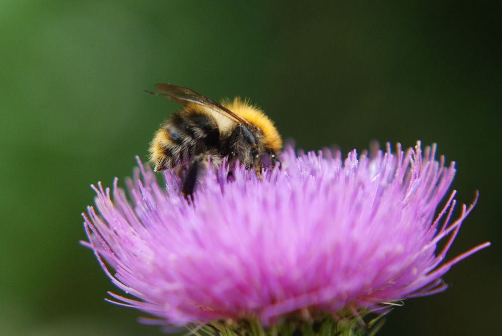 Fleißiges Bienchen von SiedlerXXL 