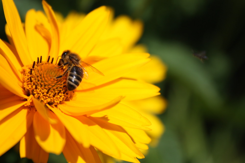 fleißiges bienchen