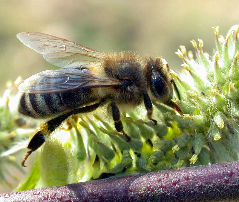 Fleißiges Bienchen...