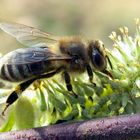 Fleißiges Bienchen...