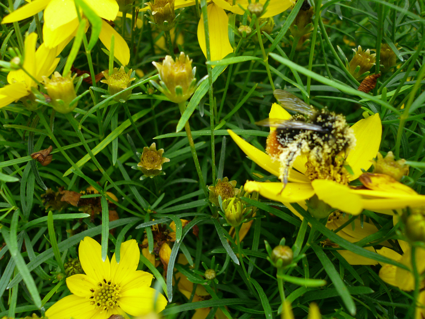 fleißiges Bienchen