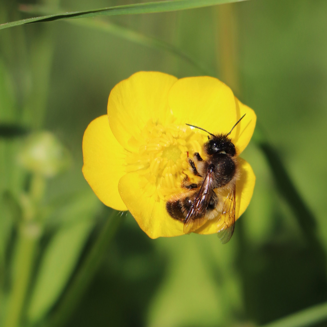 fleißiges Bienchen