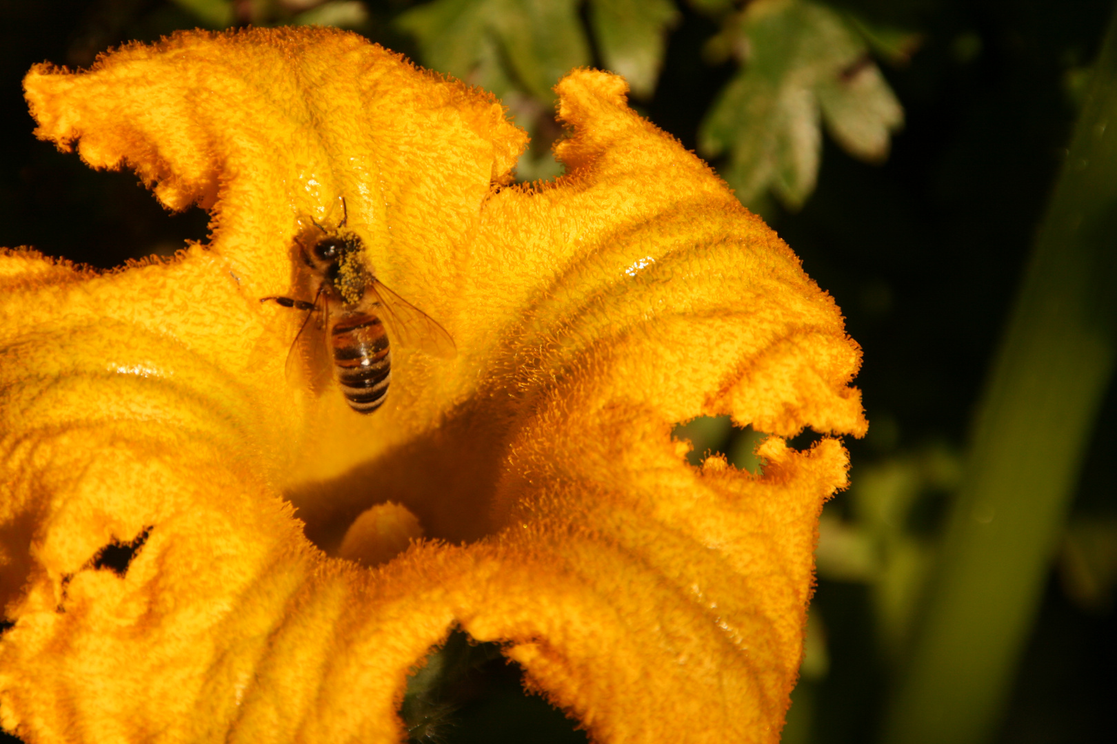 fleißiges Bienchen...