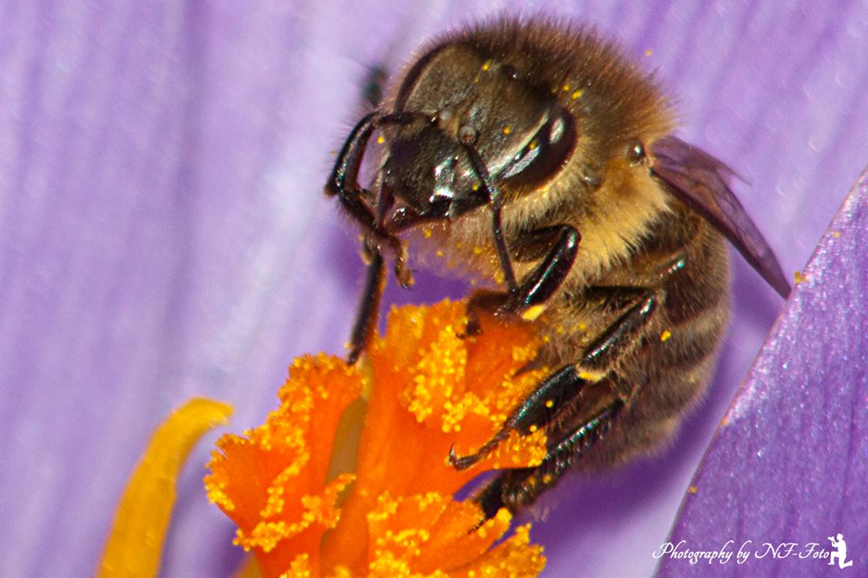 Fleißiges Bienchen