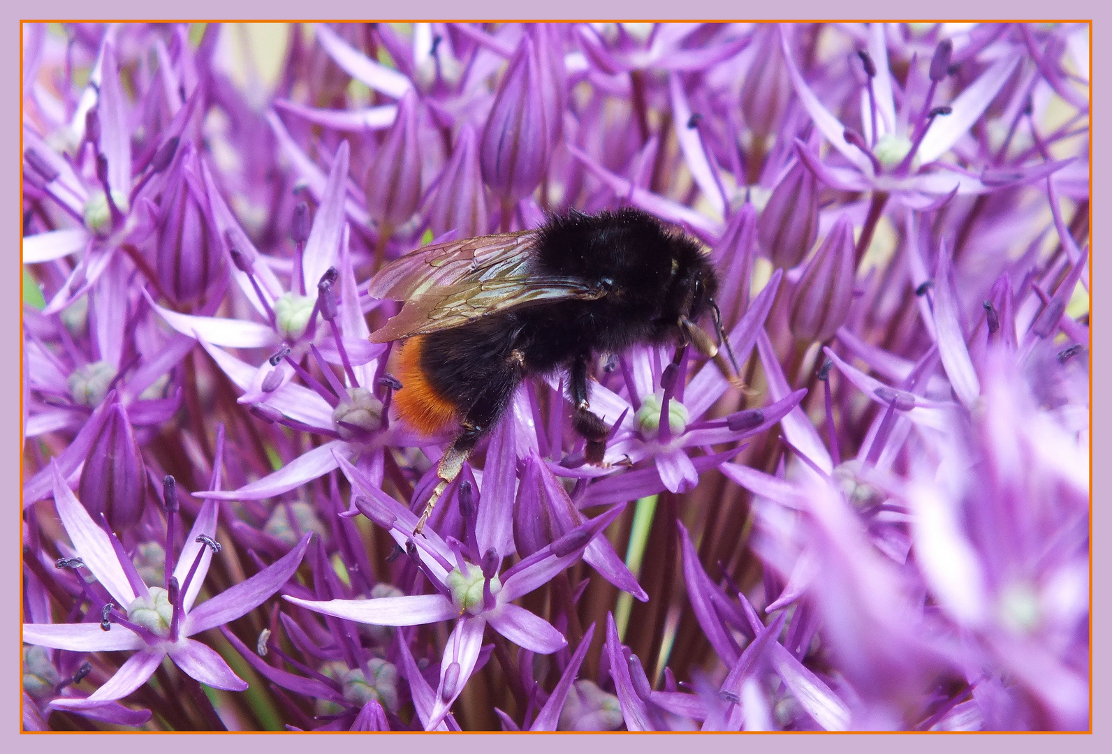 Fleißiges Bienchen...