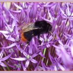 Fleißiges Bienchen...