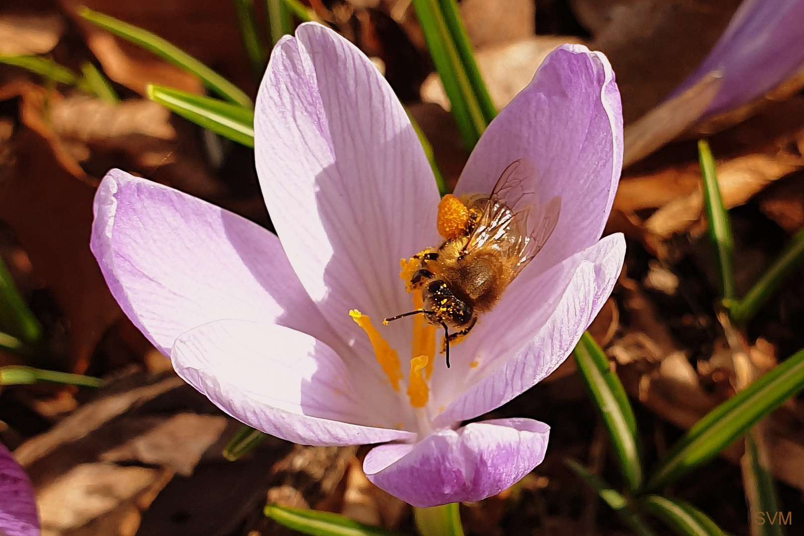 Fleissiges Bienchen