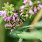 fleißiges Bienchen