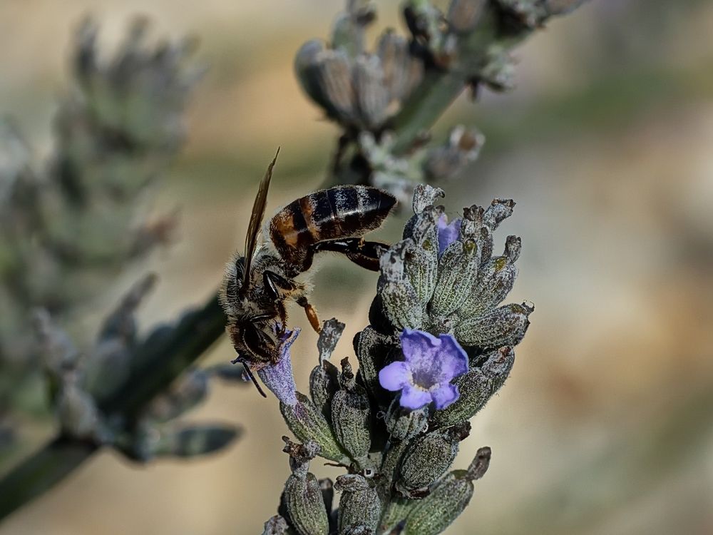 " Fleissiges Bienchen "