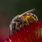 fleissiges Bienchen