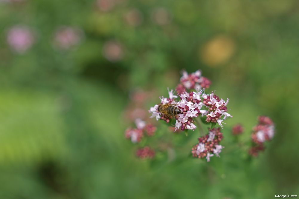 Fleissiges Bienchen