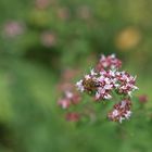 Fleissiges Bienchen